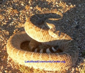 6-20-11-mohave-green-LMCC