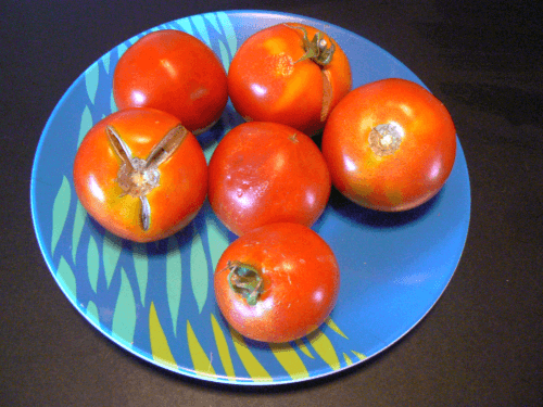 7-6-11--Roger-tomatoes