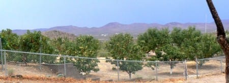 7-30-12--Dolan-orchard