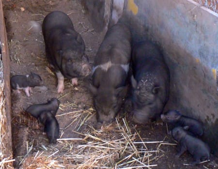 8-12-12-piglets-2