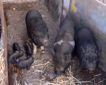 8-12-12-piglets