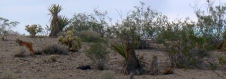 9-5-12--bobcat-quails