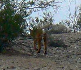 9-5-12--bobcat-walking-away