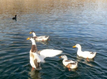 1-9-13-ducks-begging