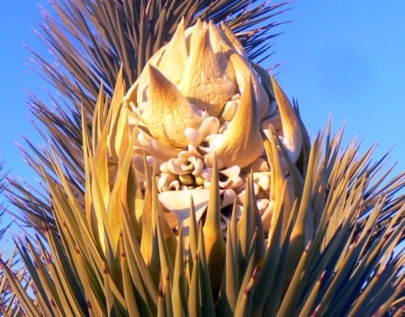 3-1-13--JoshuaTree-flower