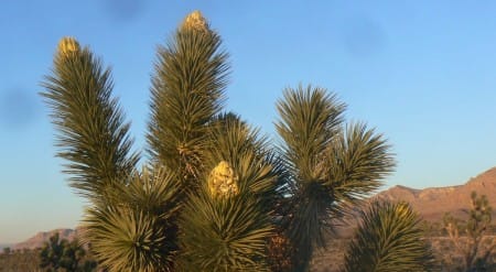 3-1-13--JoshuaTree-flowers