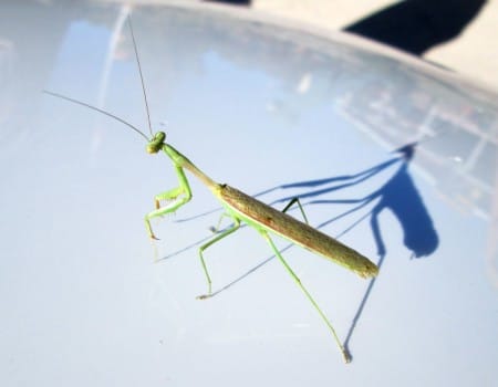 9-28-13--praying-mantis