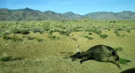 3-29-14-dead-cow