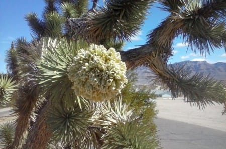 joshuatree-flower