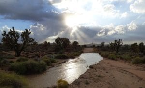 Sunset on Smoke Tree