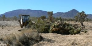 6-26-07-dmc-charles-pear-joshies