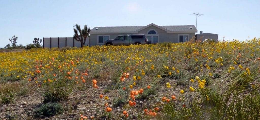 Airbnb - wildflowers